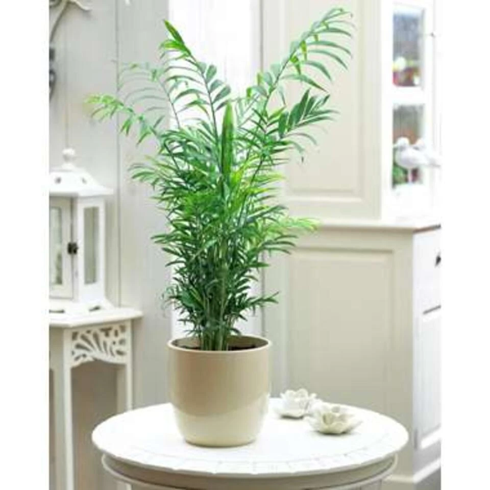 Chamaedorea Elegans – Mexicaanse Dwergpalm – ⌀12 Cm - ↕35-45 Cm - Afbeelding 2