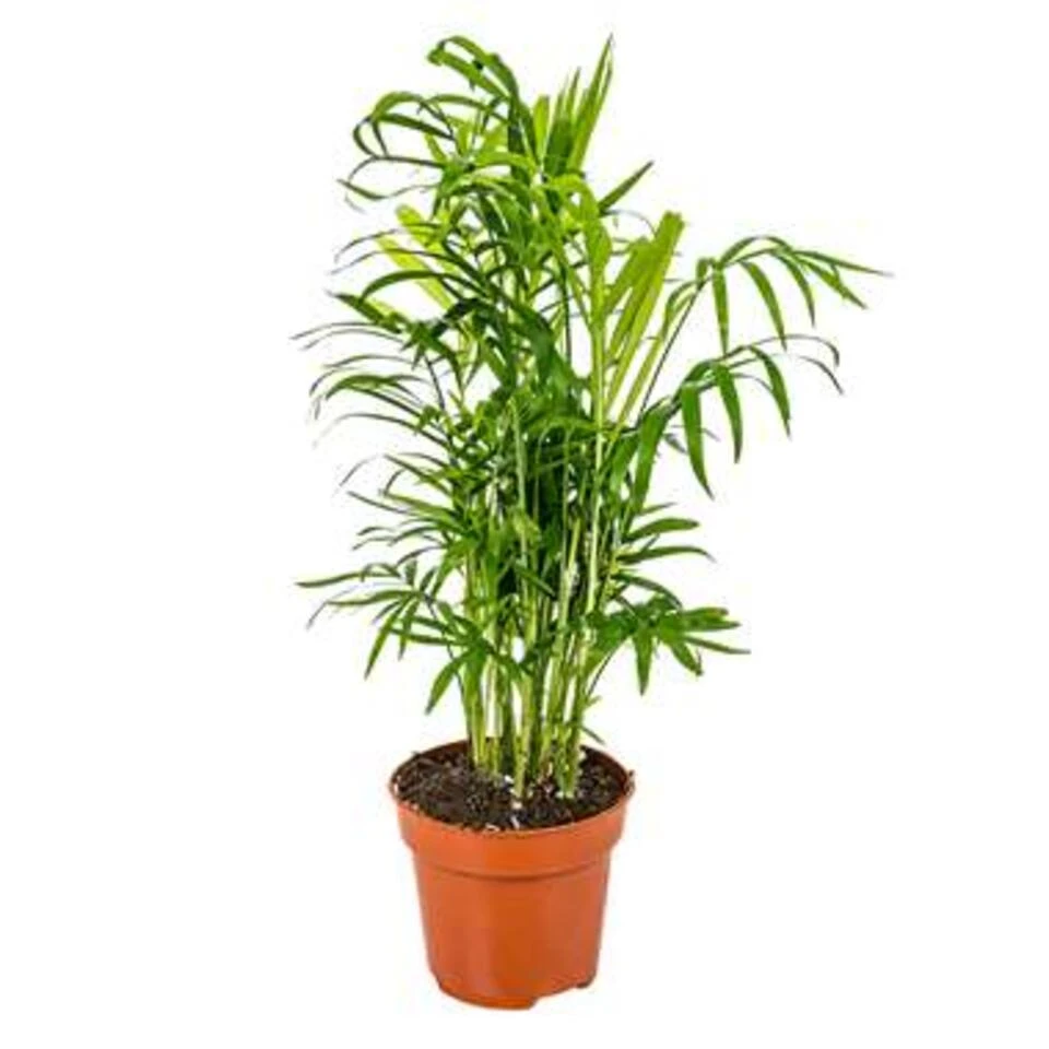 Chamaedorea Elegans – Mexicaanse Dwergpalm – ⌀12 Cm - ↕35-45 Cm