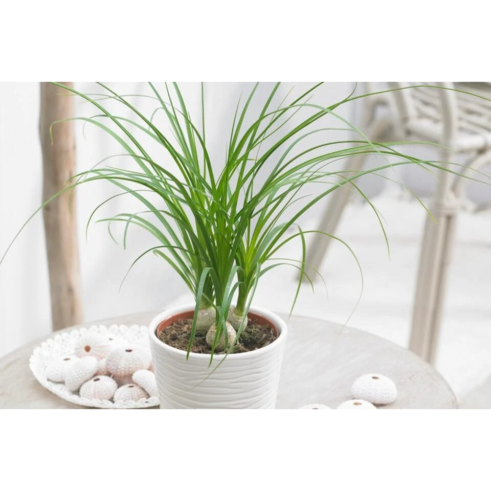 Beaucarnea 'Nolina' - Olifantspoot - Pot 12 Cm - β40 Cm - Afbeelding 2