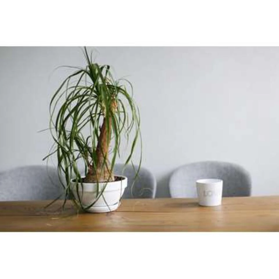 Beaucarnea 'Nolina' - Olifantspoot - Pot 12 Cm - β40 Cm - Afbeelding 4