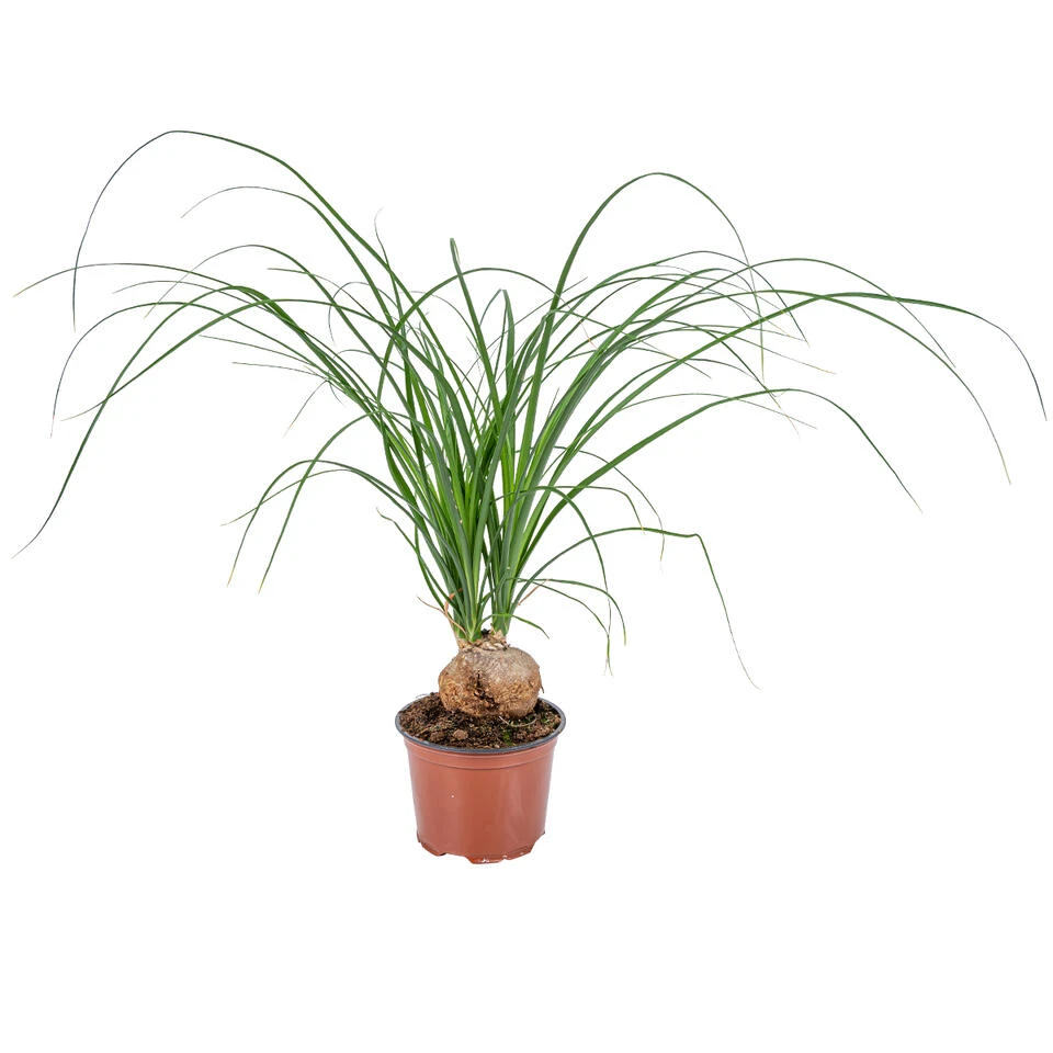 Beaucarnea 'Nolina' - Olifantspoot - Pot 12 Cm - β40 Cm