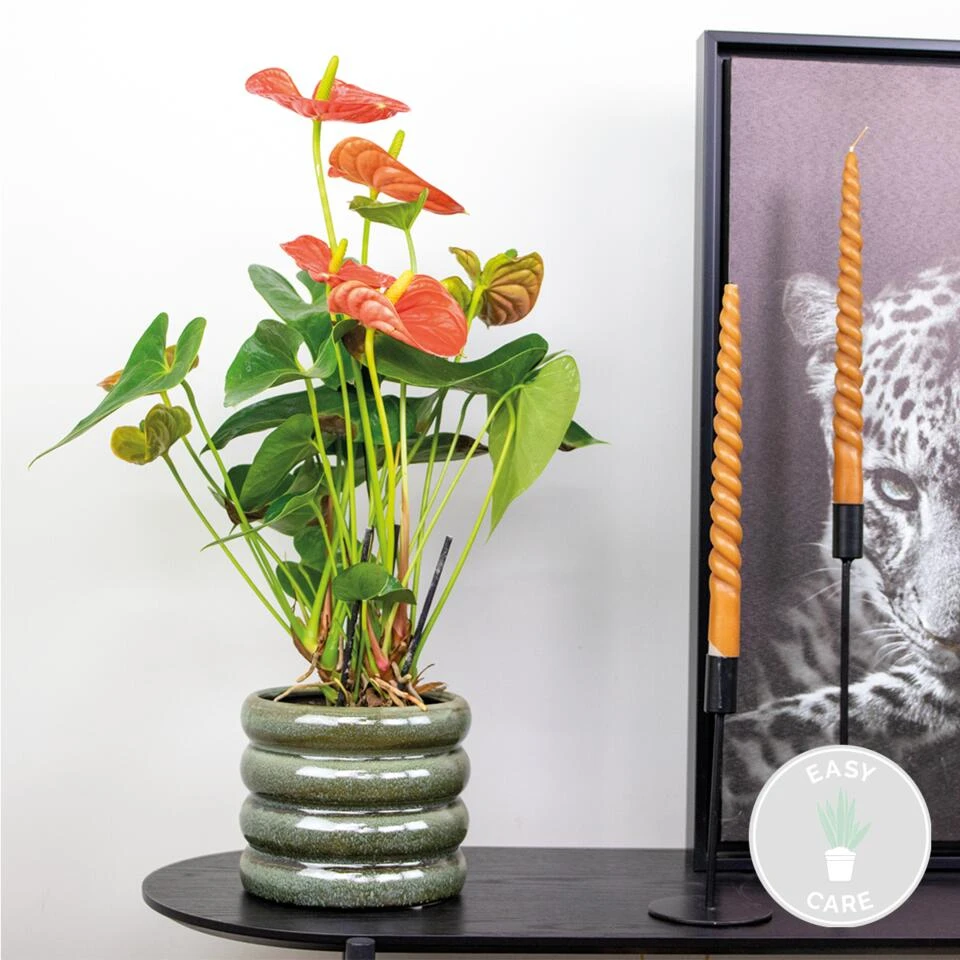 Anthurium 'Aristo' Oranje β Flamingoplant - β14 Cm - β45-55 Cm - Afbeelding 2