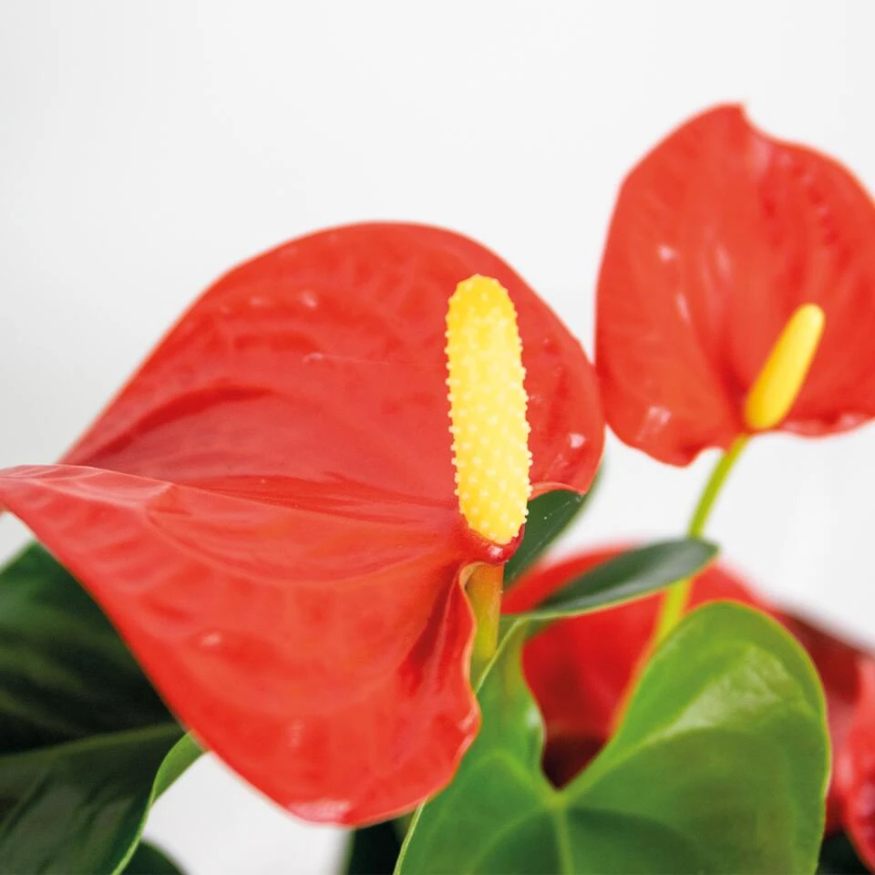 Anthurium 'Aristo' Oranje β Flamingoplant - β14 Cm - β45-55 Cm - Afbeelding 3