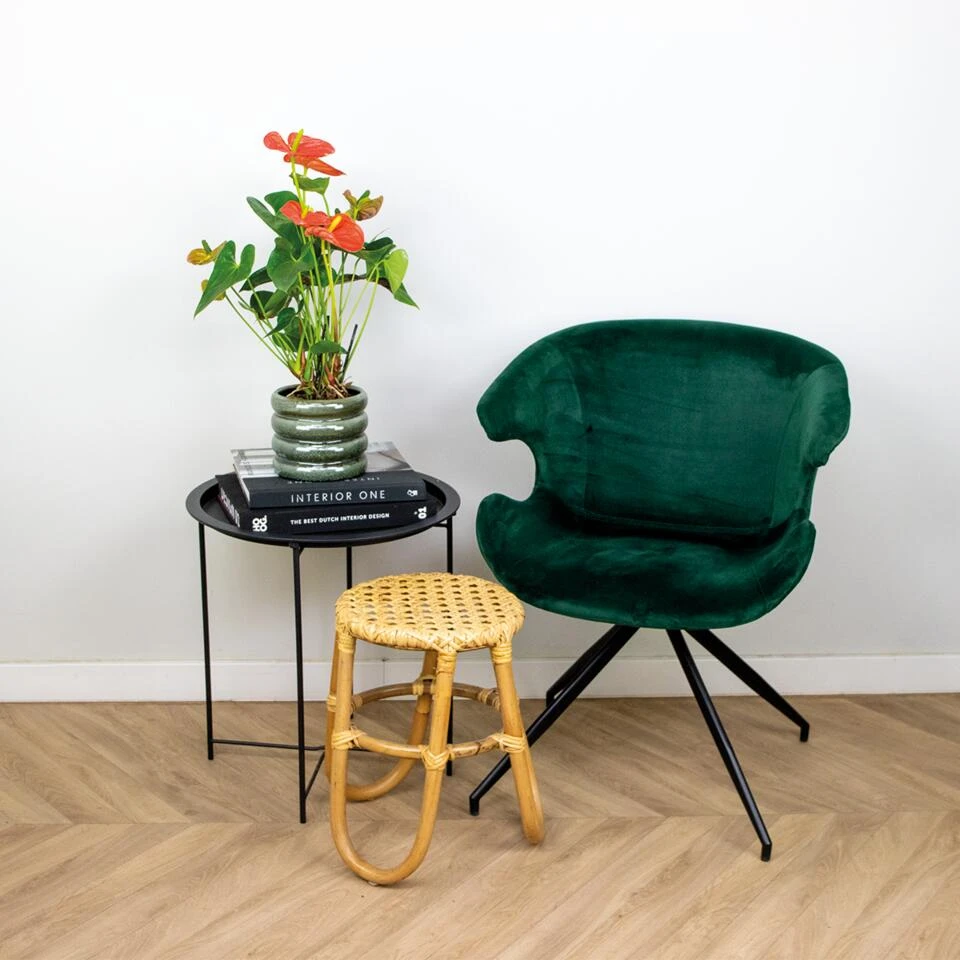 Anthurium 'Aristo' Oranje β Flamingoplant - β14 Cm - β45-55 Cm - Afbeelding 4