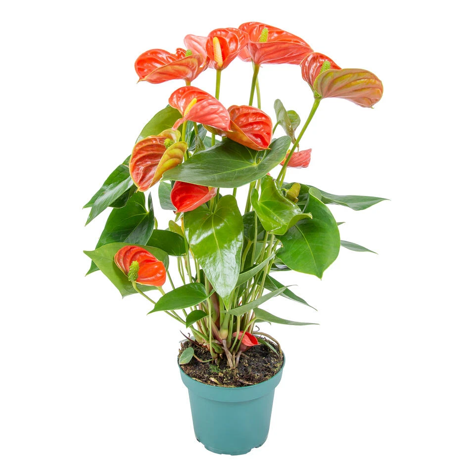 Anthurium 'Aristo' Oranje β Flamingoplant - β14 Cm - β45-55 Cm