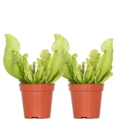 2x Sarracenia 'Juthatip Soper' – Trompetbekerplant – ⌀6 Cm – ↕05-10 Cm