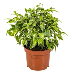 Treurvijg - Ficus Benjamina 'Kinky' - Pot 12 Cm - ↕30 Cm