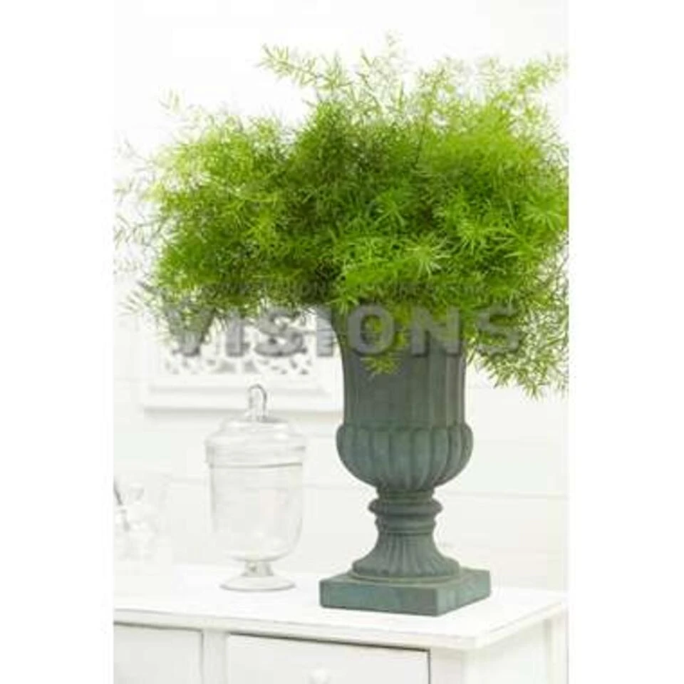 Asparagus 'Sprengeri' - Asgeplant In Hangpot - Pot 17 Cm -Hoogte 20 Cm - Afbeelding 2