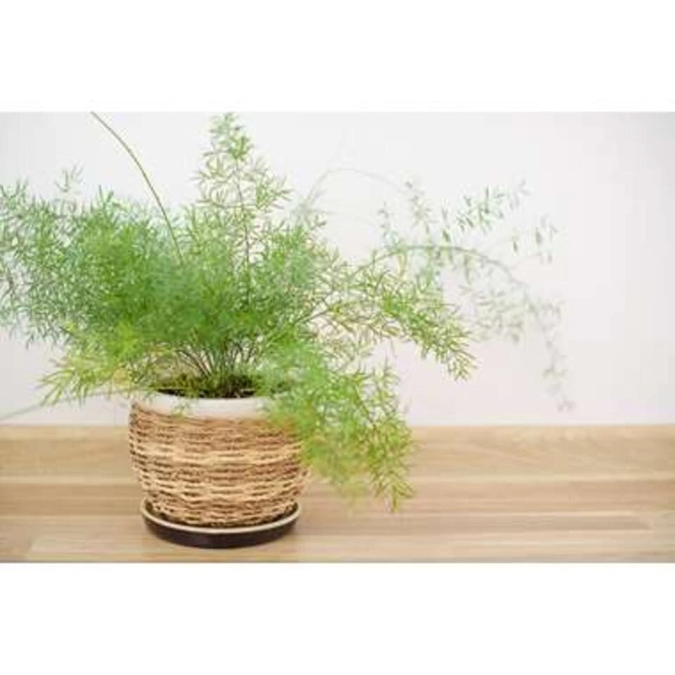 Asparagus 'Sprengeri' - Asgeplant In Hangpot - Pot 17 Cm -Hoogte 20 Cm - Afbeelding 3