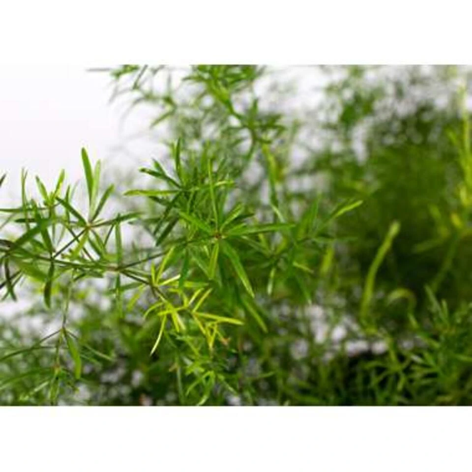 Asparagus 'Sprengeri' - Asgeplant In Hangpot - Pot 17 Cm -Hoogte 20 Cm - Afbeelding 4
