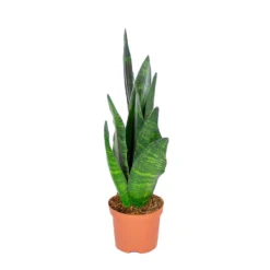 Sansevieria 'Black Coral' - Pot 9 Cm - ↕35 Cm
