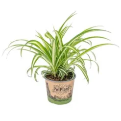 Graslelie - Chlorophytum 'Variegatum' Pot 12 Cm - ↕25 Cm