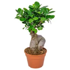 Bonsai Boompje - Ficus 'Ginseng' Pot 17 Cm - ↕35 Cm