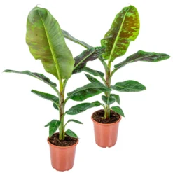 2x Musa Cavendish - Bananenplant - ⌀21 Cm - ↕90-100 Cm