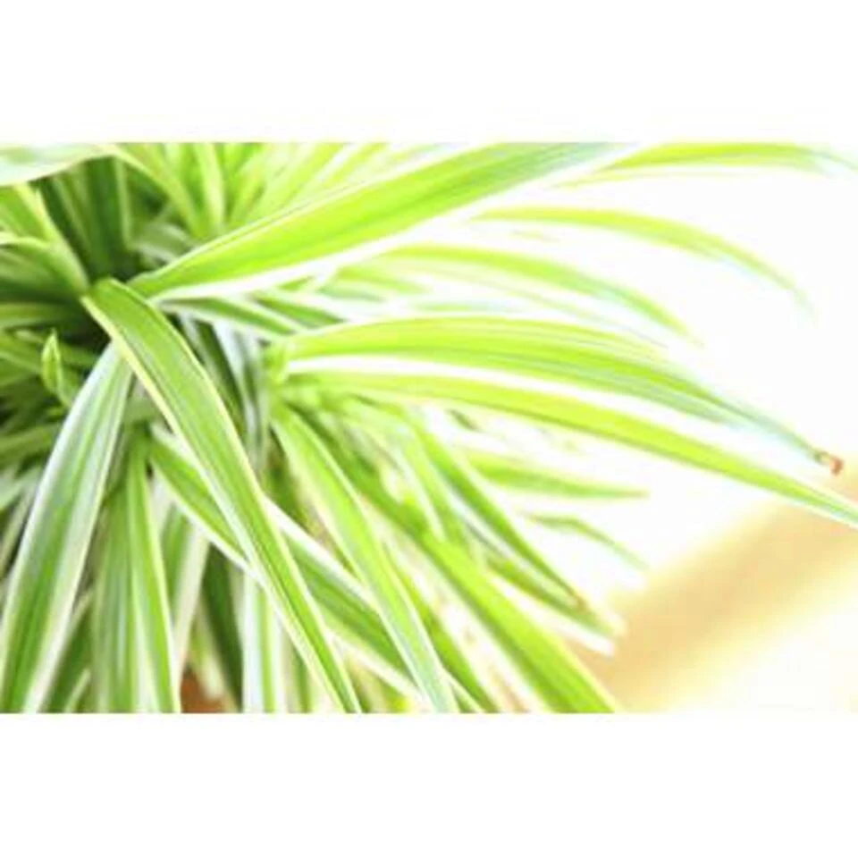 Graslelie - Chlorophytum 'Variegatum' 3x Pot 12 Cm - Hoogte 25 Cm - Afbeelding 3