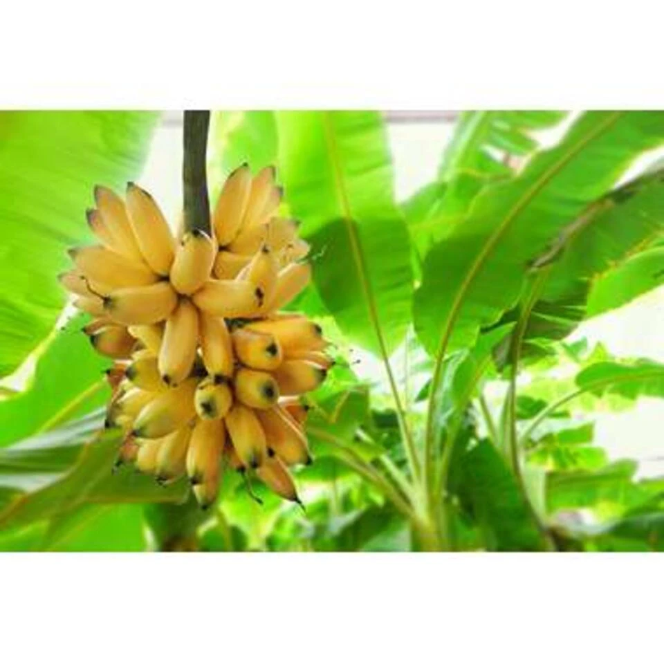 Bananenplant - Musa 'Tropicana' 2x - P17 Cm- H 60-70 Cm - Afbeelding 2