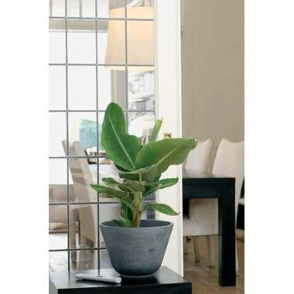 Bananenplant - Musa 'Tropicana' 2x - P17 Cm- H 60-70 Cm - Afbeelding 3