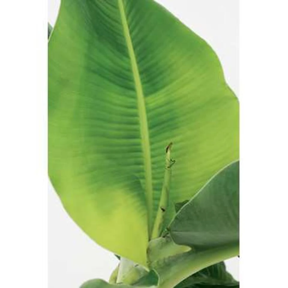 Bananenplant - Musa 'Tropicana' 2x - P17 Cm- H 60-70 Cm - Afbeelding 4