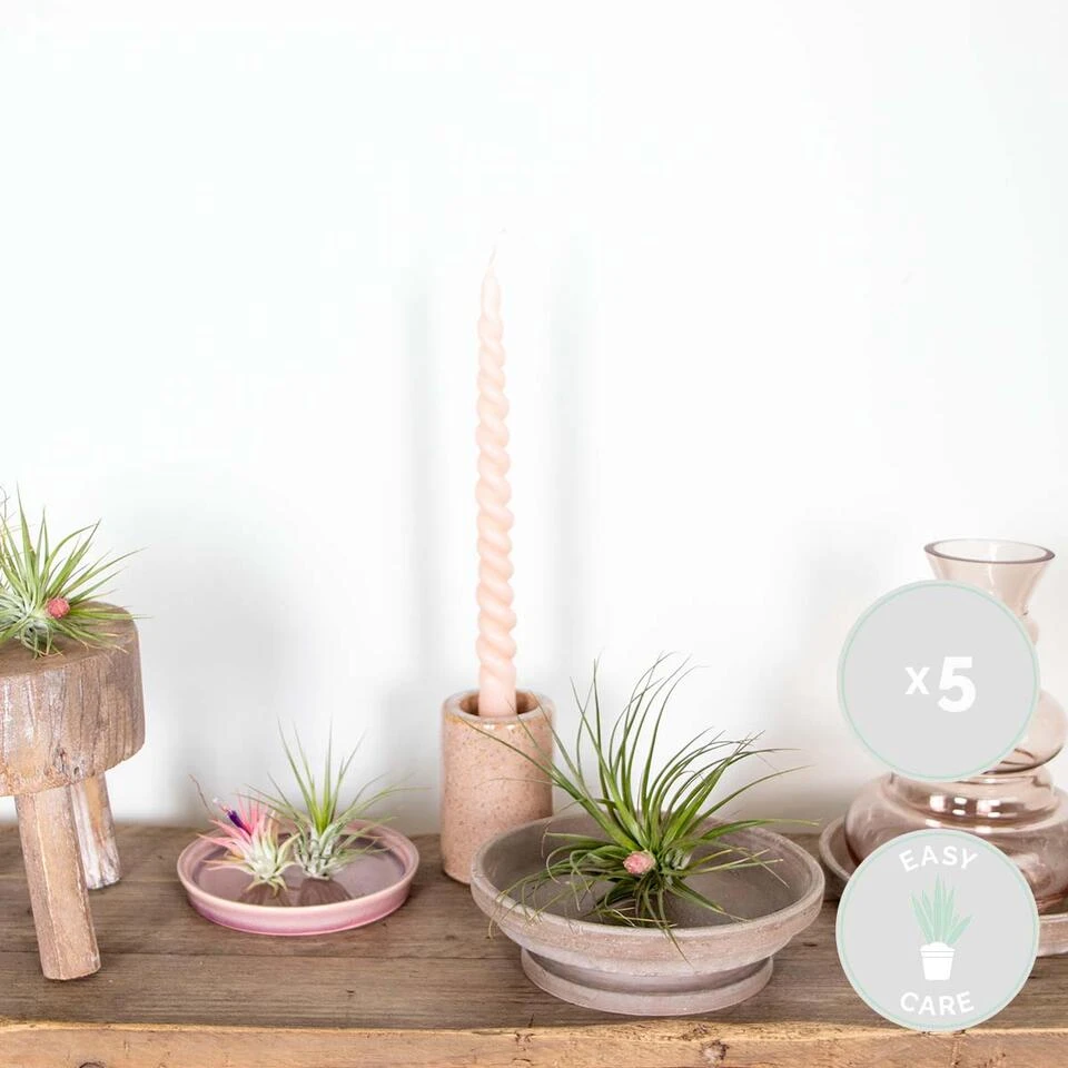 5x Tillandsia Mix - Luchtplantjes - Onderhoudsvriendelijk - Afbeelding 2