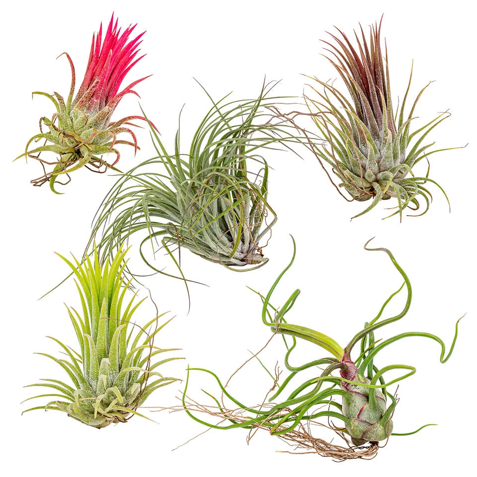 5x Tillandsia Mix - Luchtplantjes - Onderhoudsvriendelijk