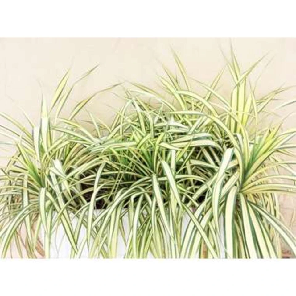 6x Chlorophytum Variegatum P12H25 - Afbeelding 2