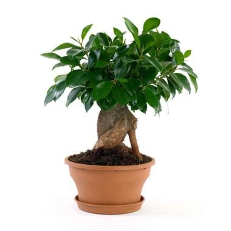 Ficus 'Ginseng' - Bonsaiboom 2x - Pot 12 Cm - β35 Cm - Afbeelding 2