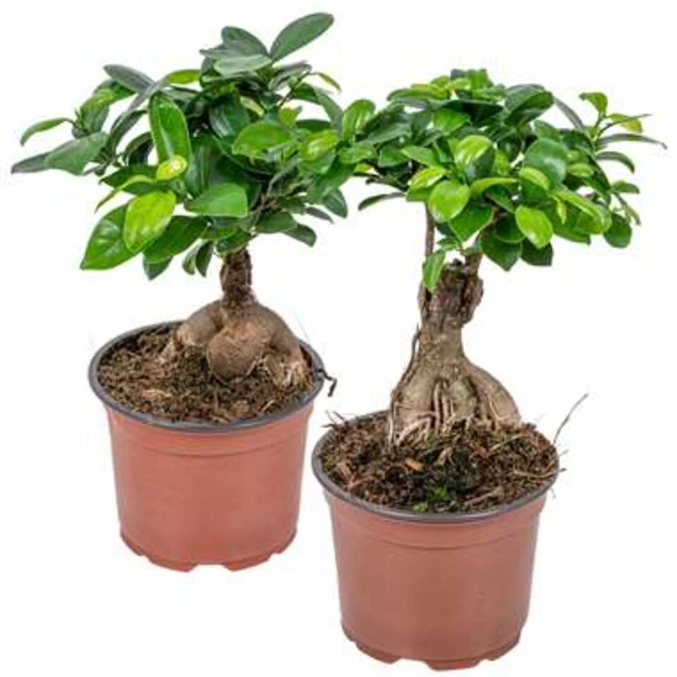 Ficus 'Ginseng' - Bonsaiboom 2x - Pot 12 Cm - β35 Cm