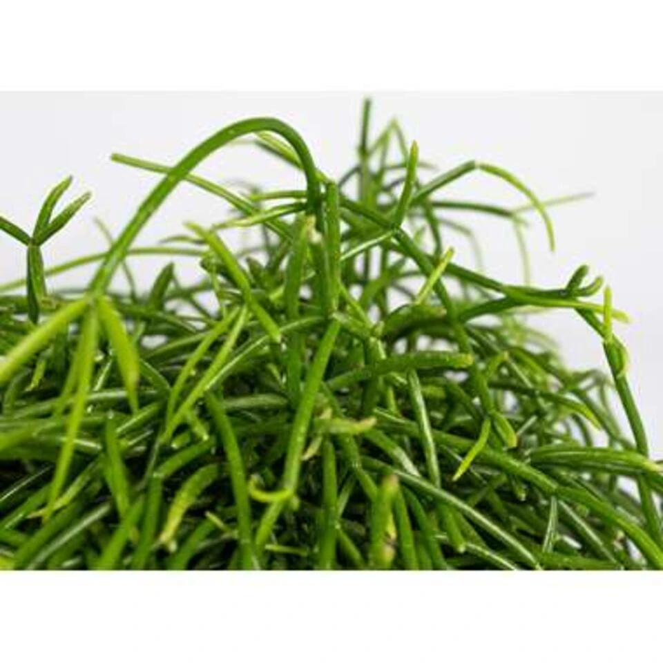 6x Rhipsalis Baccifera 'Oasis' - Koraalcactus - β10,5 Cm - β10-15 Cm - Afbeelding 2