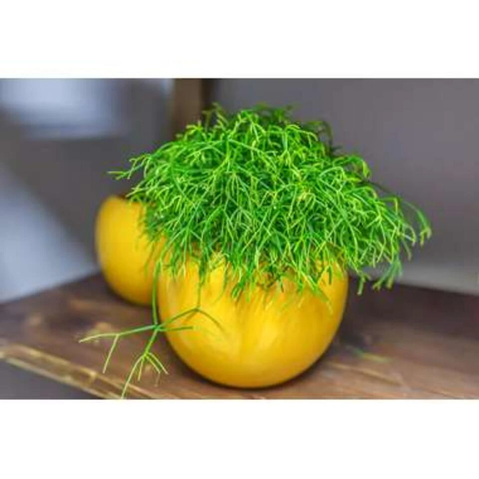 6x Rhipsalis Baccifera 'Oasis' - Koraalcactus - β10,5 Cm - β10-15 Cm - Afbeelding 3