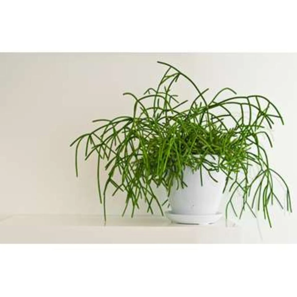 6x Rhipsalis Baccifera 'Oasis' - Koraalcactus - β10,5 Cm - β10-15 Cm - Afbeelding 4