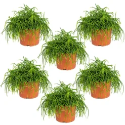 6x Rhipsalis Baccifera 'Oasis' - Koraalcactus - ⌀10,5 Cm - ↕10-15 Cm