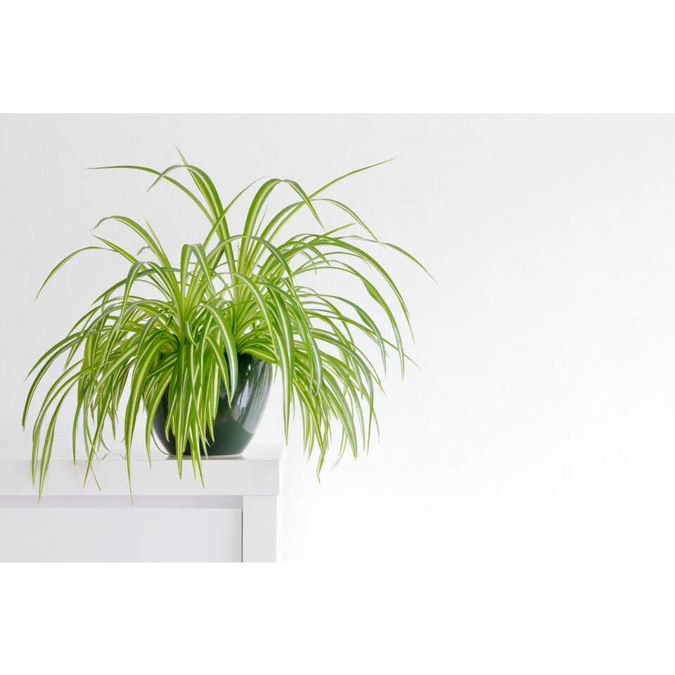 6x Graslelie Mix β Graslelie β β12 Cm - β20-25 Cm - Afbeelding 2