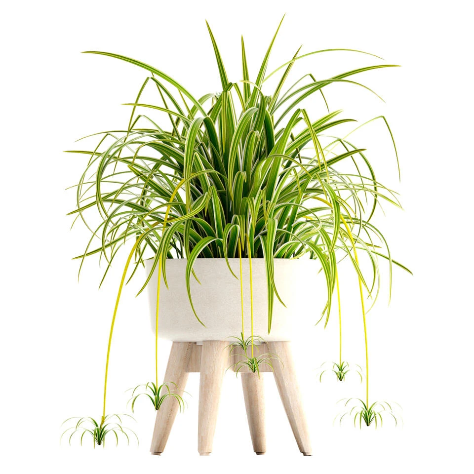 6x Graslelie Mix β Graslelie β β12 Cm - β20-25 Cm - Afbeelding 3