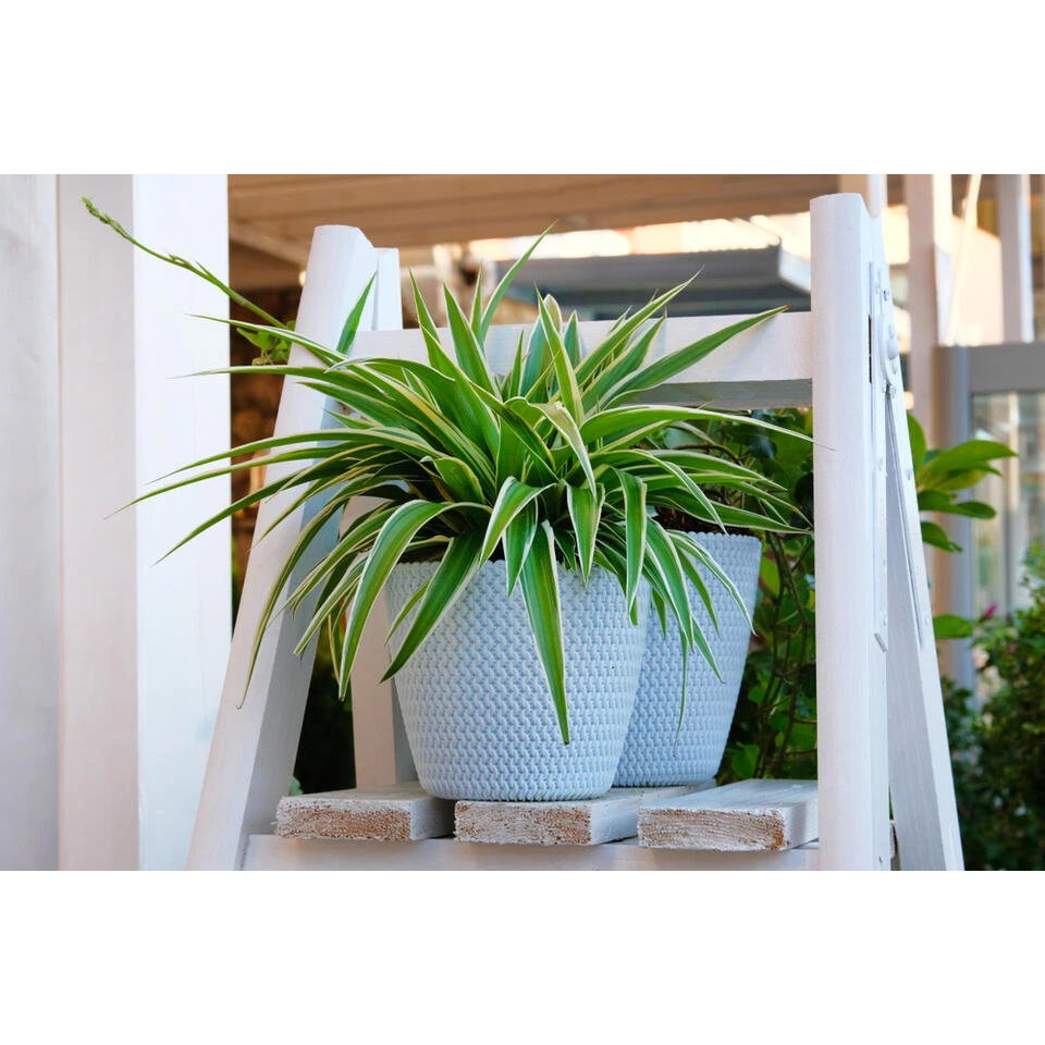 6x Graslelie Mix β Graslelie β β12 Cm - β20-25 Cm - Afbeelding 4