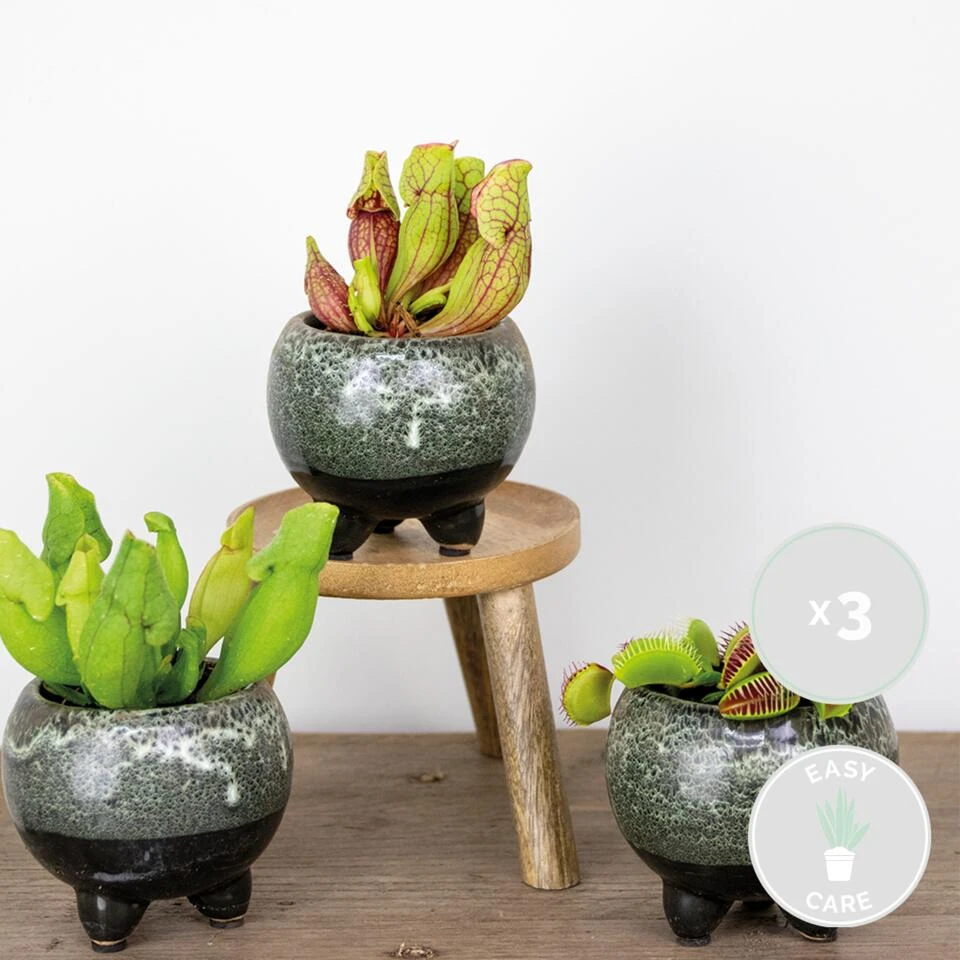 3x Vleesetende Planten Mix – Vleesetende Plant – ⌀6 Cm – ↕05-10 Cm - Afbeelding 2
