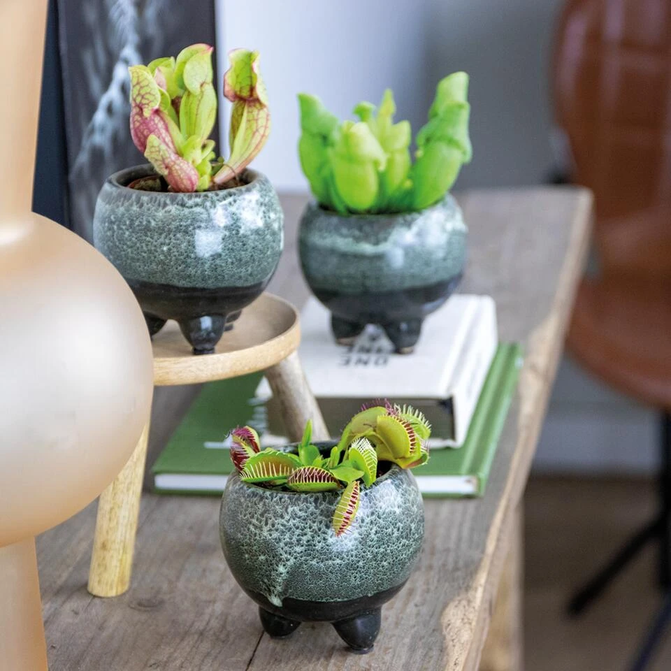 3x Vleesetende Planten Mix – Vleesetende Plant – ⌀6 Cm – ↕05-10 Cm - Afbeelding 4