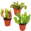 3x Vleesetende Planten Mix – Vleesetende Plant – ⌀6 Cm – ↕05-10 Cm