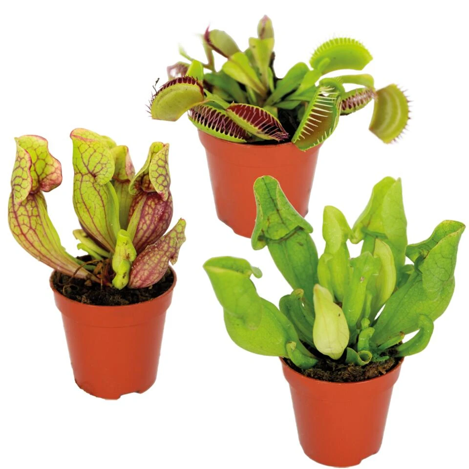 3x Vleesetende Planten Mix – Vleesetende Plant – ⌀6 Cm – ↕05-10 Cm