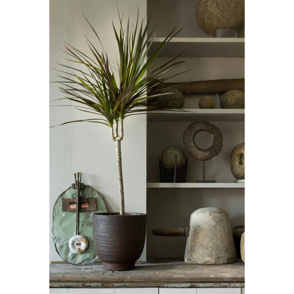 Drakenbloedboom - Dracaena 'Marginata' - Pot 17 Cm - β75 Cm - Afbeelding 2