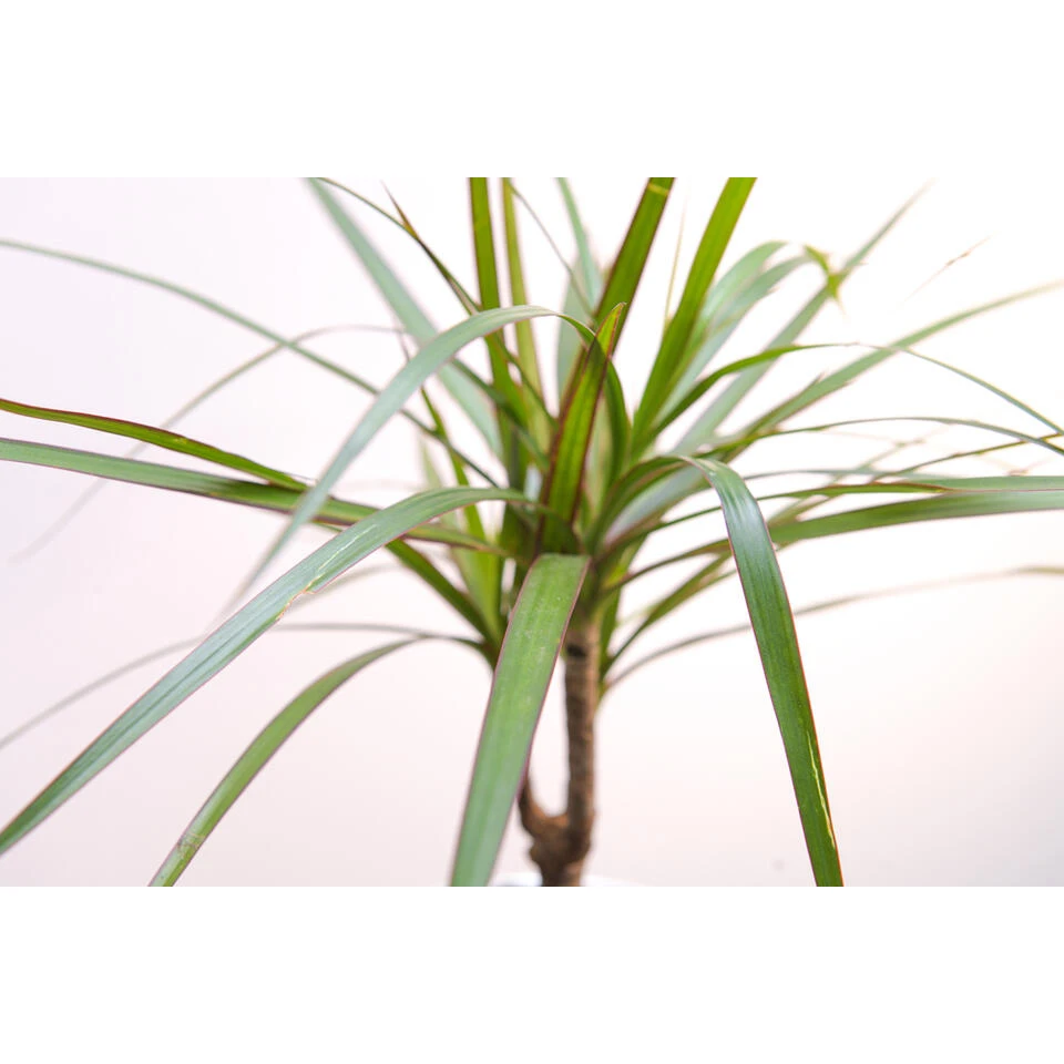 Drakenbloedboom - Dracaena 'Marginata' - Pot 17 Cm - β75 Cm - Afbeelding 3