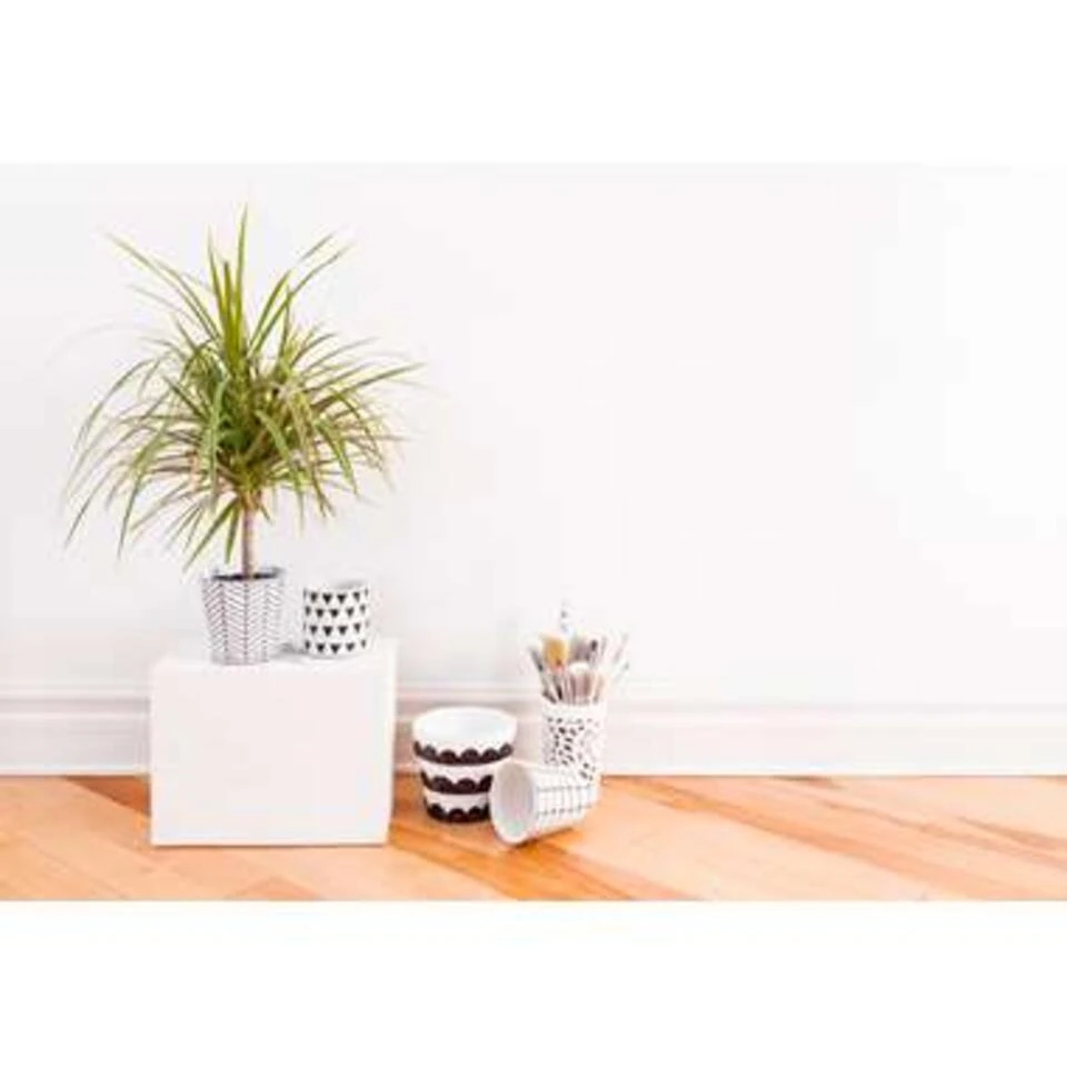 Drakenbloedboom - Dracaena 'Marginata' - Pot 17 Cm - β75 Cm - Afbeelding 4