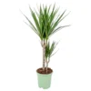 Drakenbloedboom - Dracaena 'Marginata' - Pot 17 Cm - ↕75 Cm