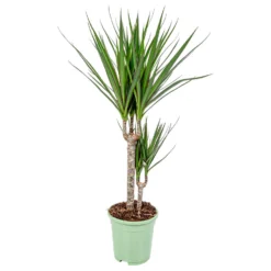Drakenbloedboom - Dracaena 'Marginata' - Pot 17 Cm - ↕75 Cm