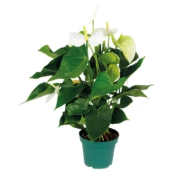 Anthurium 'Aristo' Wit – Flamingoplant - ⌀14 Cm - ↕45-55 Cm