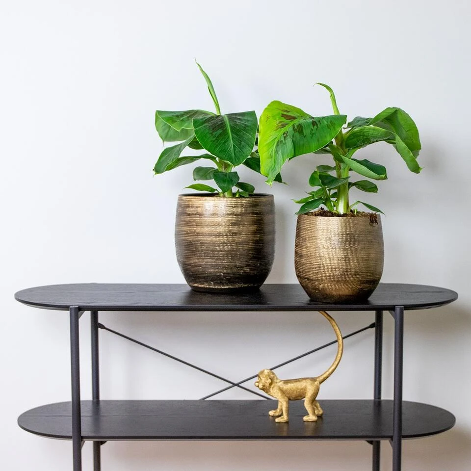 Bananenplant - Musa 'Tropicana' - Tropische P17 Cm - H60-70 Cm - Afbeelding 2