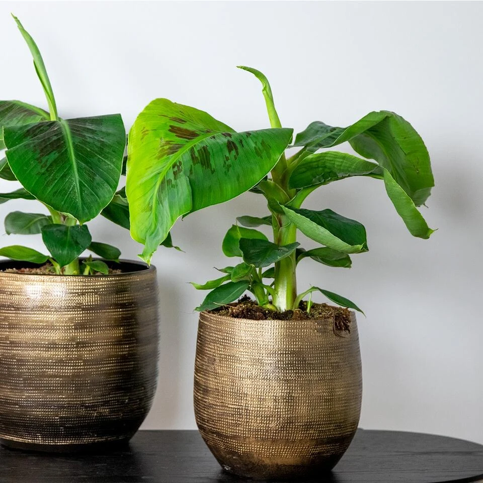 Bananenplant - Musa 'Tropicana' - Tropische P17 Cm - H60-70 Cm - Afbeelding 3