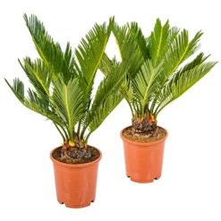 2x Cycas Revoluta – Vredespalm – ⌀12 Cm - ↕30-40 Cm