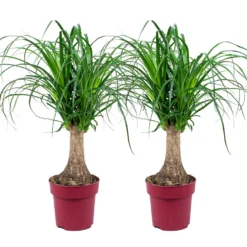 2x Beaucarnea Recurvata P15H55