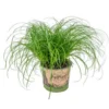 Cyperus Alternifolius 'Zumula' - Kattengras - ⌀12 Cm - ↕20-25 Cm