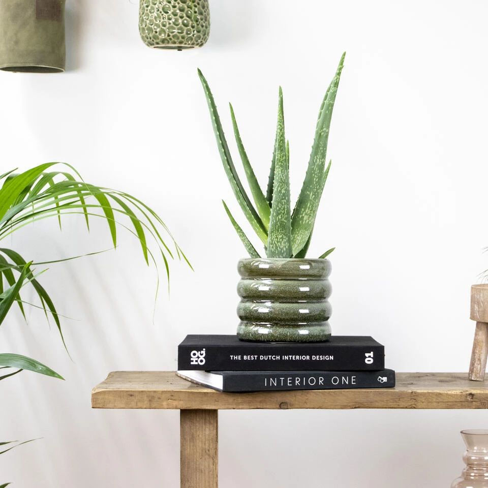 Aloë Vera – Vetplant & Succulent - ⌀12 Cm - ↕35-40 Cm - Afbeelding 4